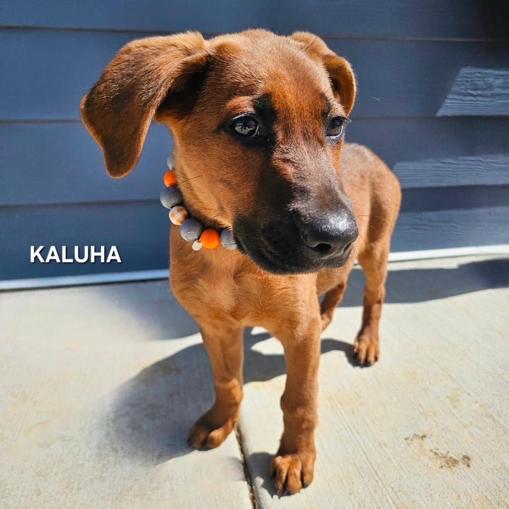 Kaluha