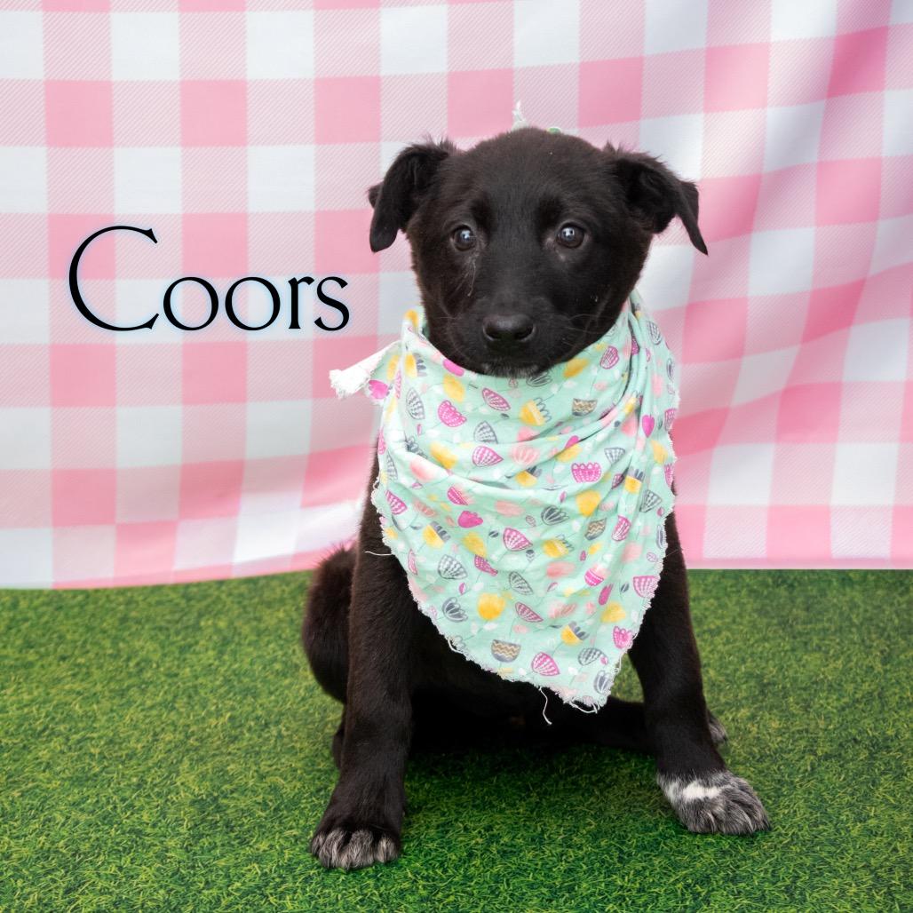 Coors