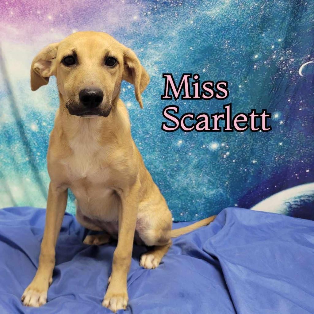 Miss Scarlett