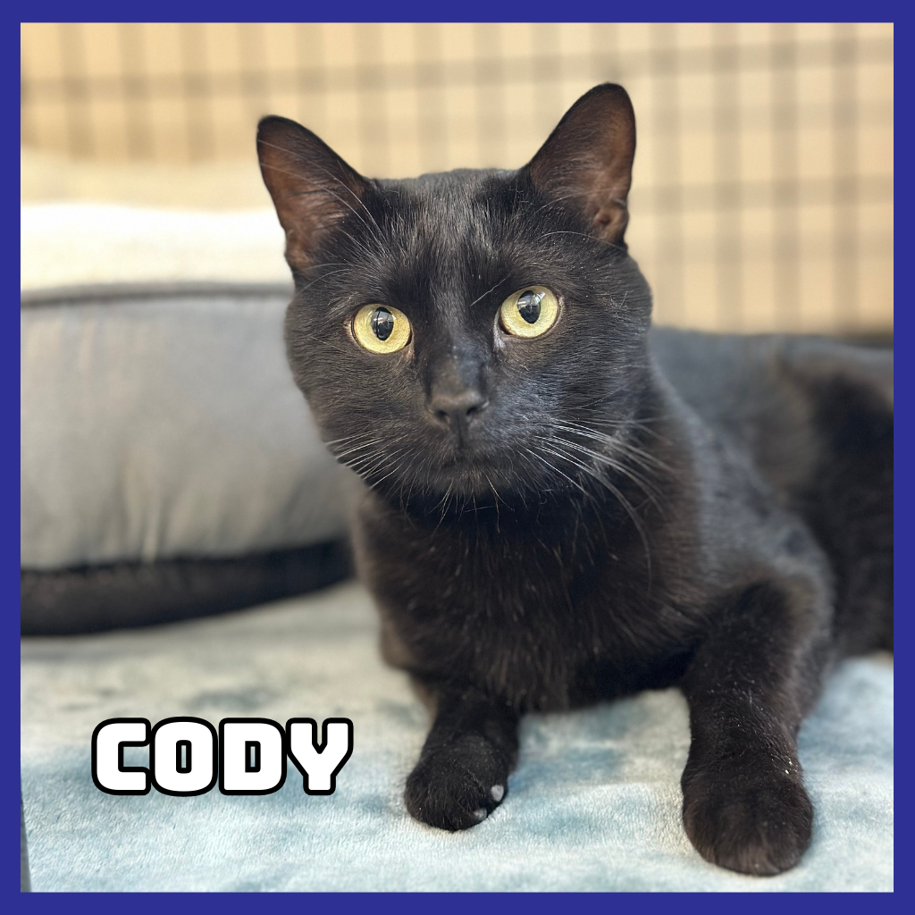 Cody 