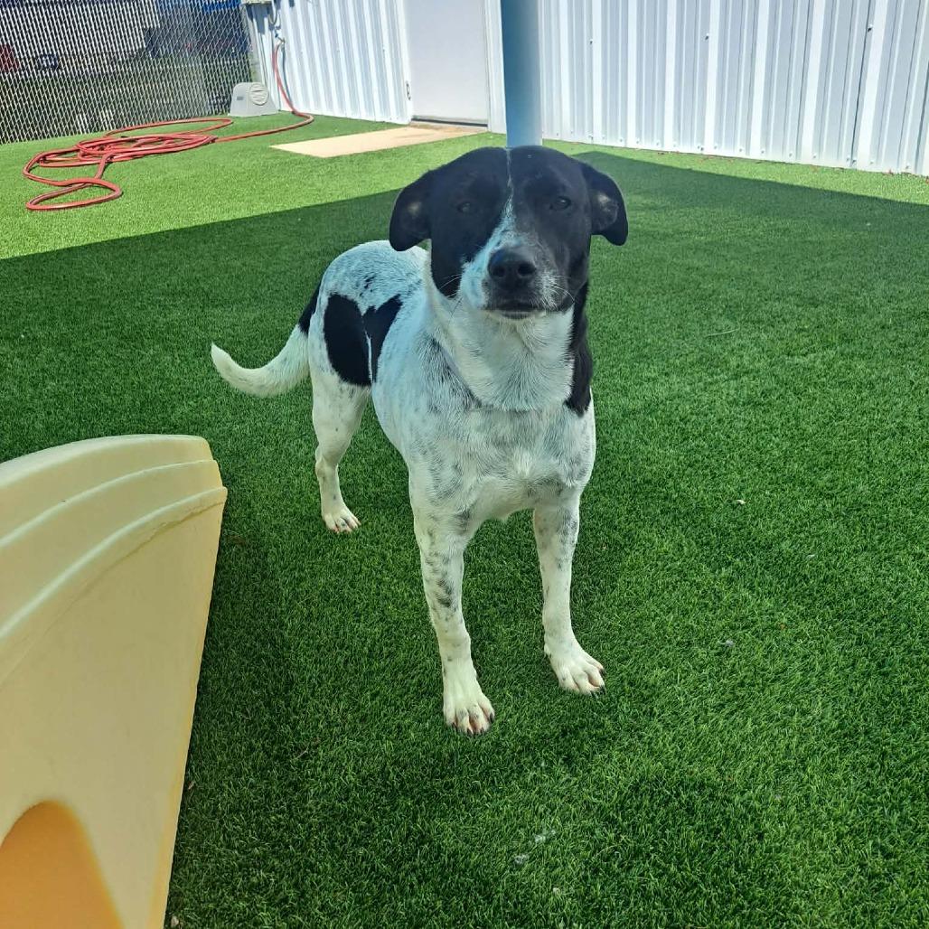 Daisy Sue