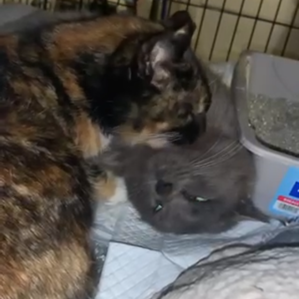 Maya Hawke FKA Yukina