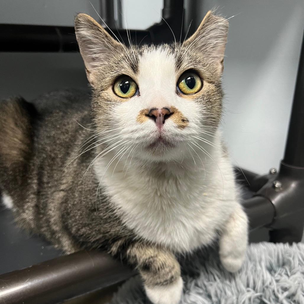 Merry Brandybuck (Bonded to Pippin)