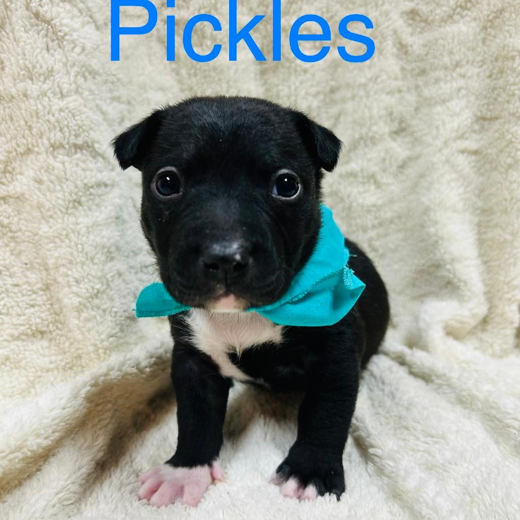 Pickles
