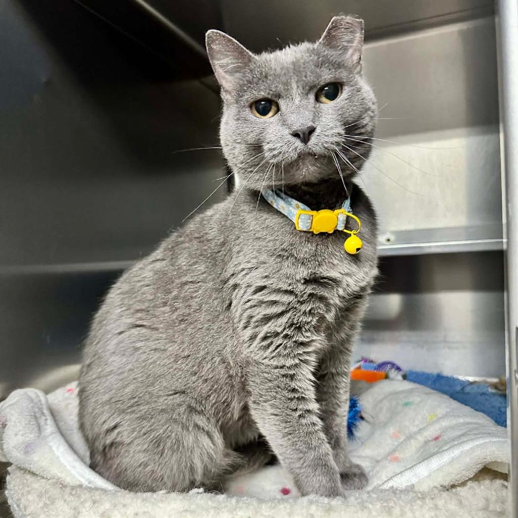 Storm Cloud- Union Petsense