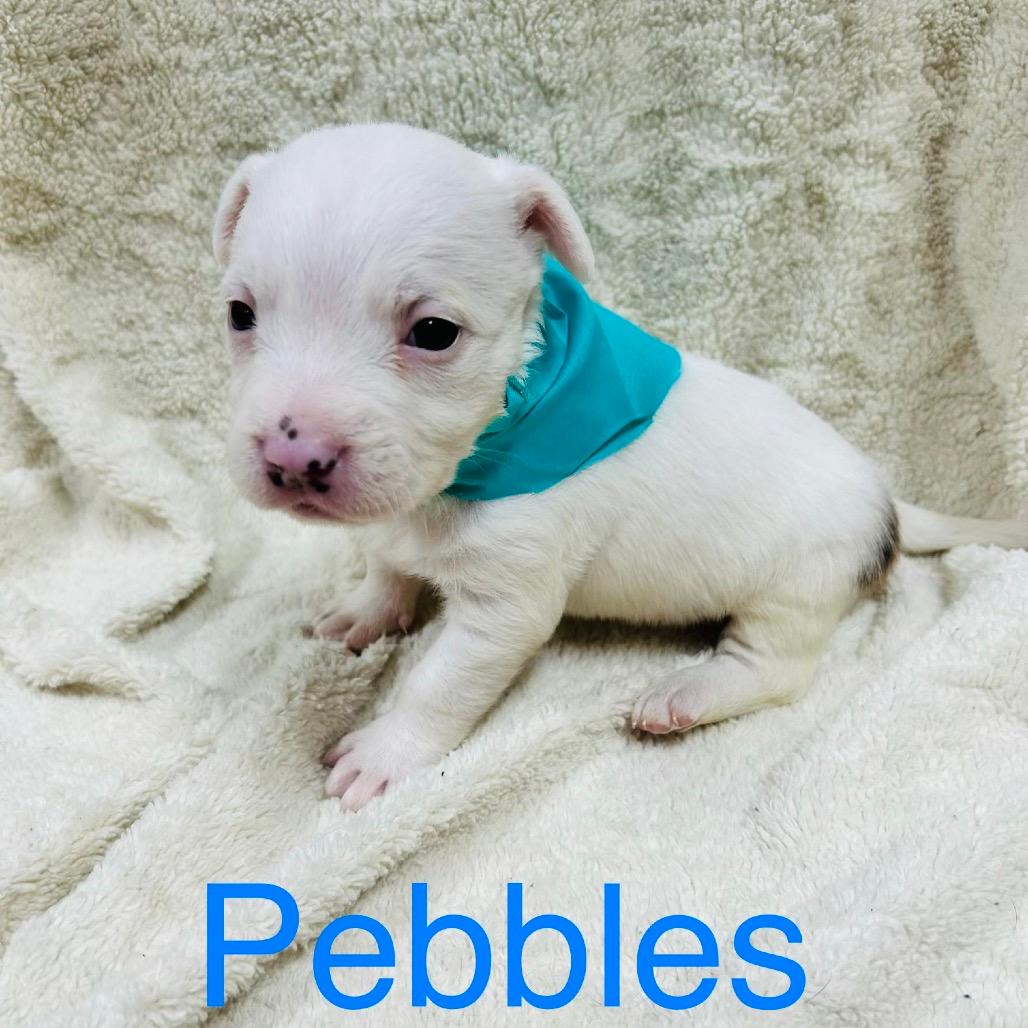 Pebbles