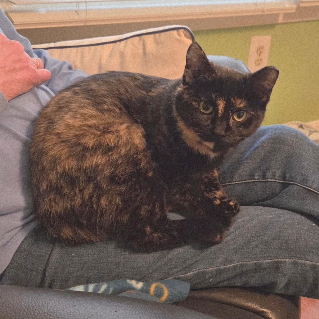 Pawnee Sisters: Ann (16826)