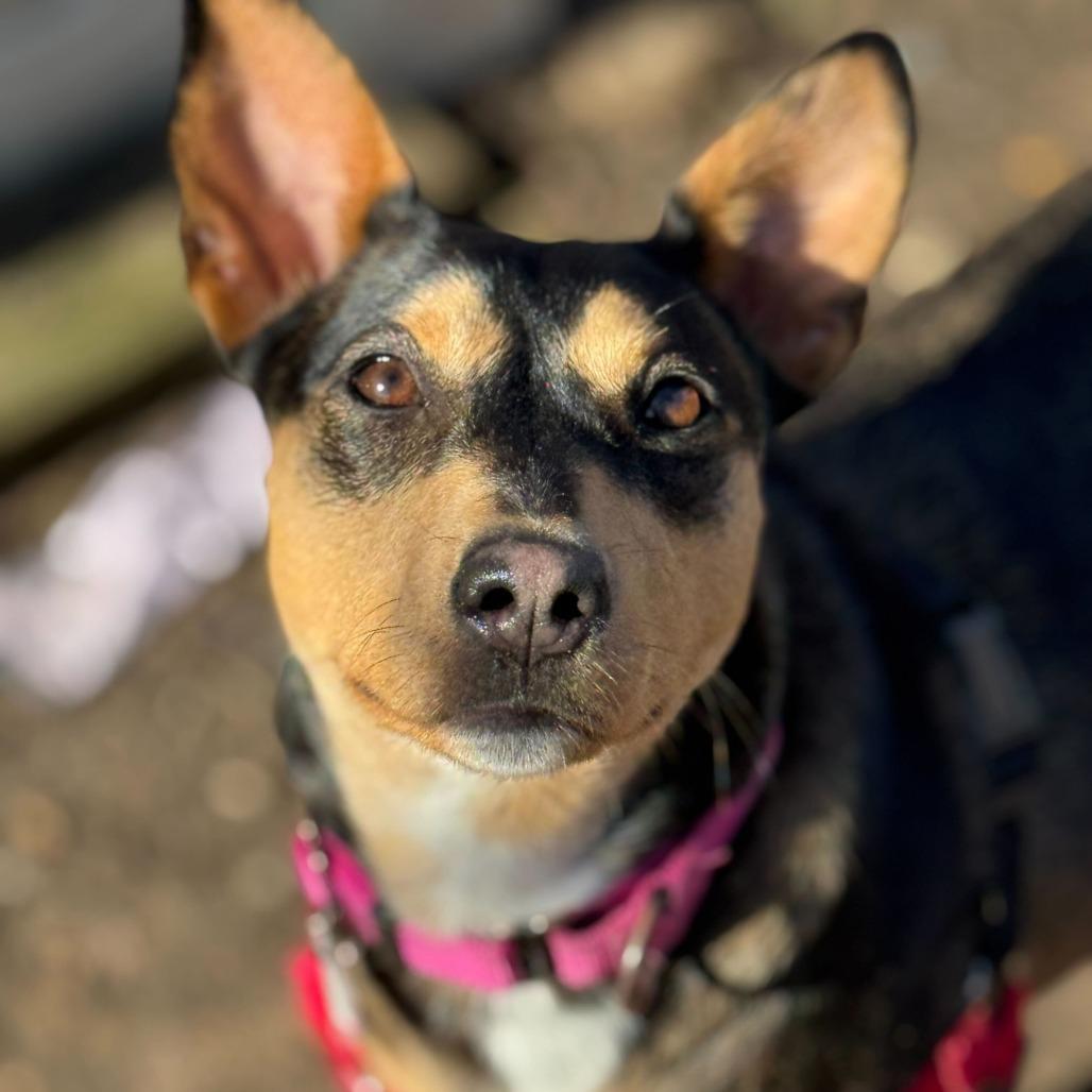 Magdalena-In Foster- $99 - See my Video!