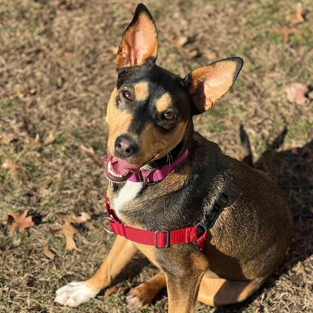 Magdalena-In Foster- $99 - See my Video!