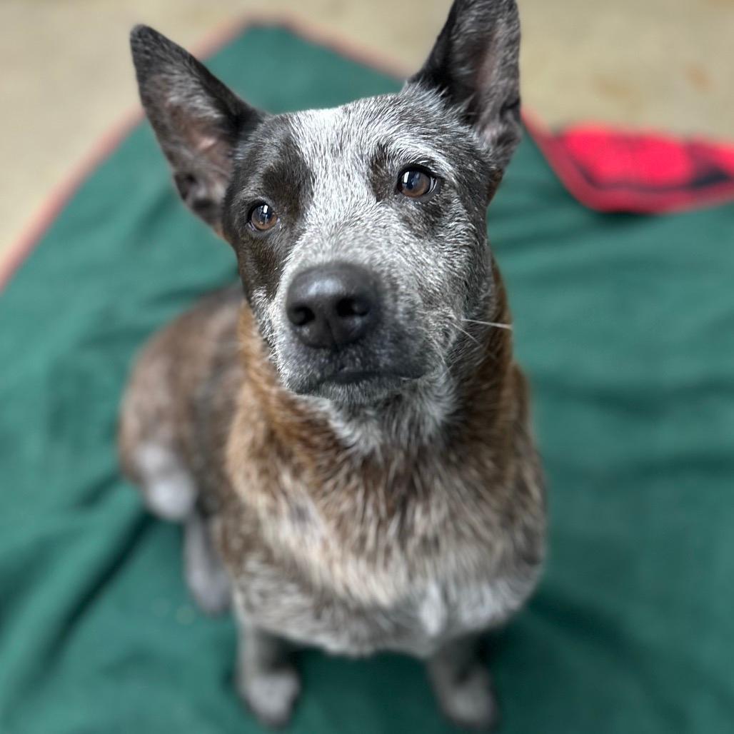 Nellie
