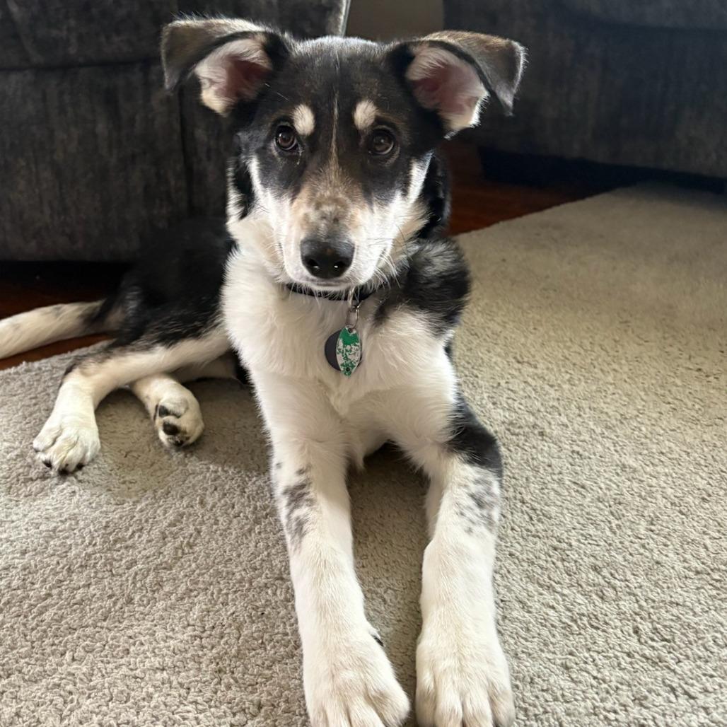 Blizzard (ann husky)