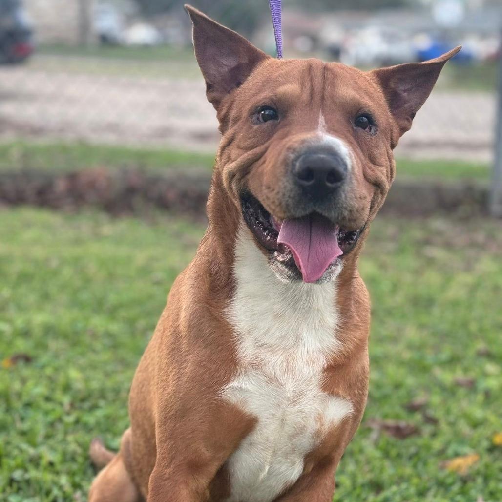 Scooby