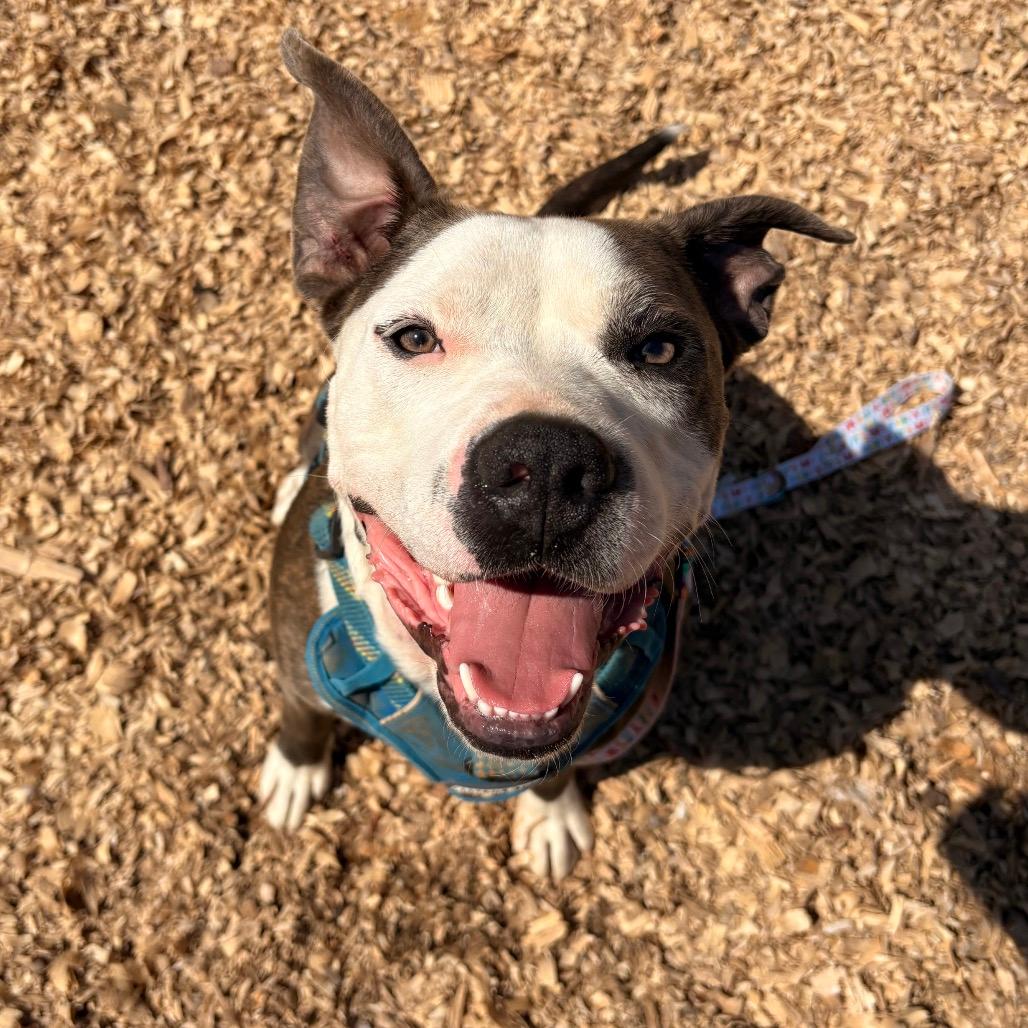 Petey (Adoption Fee SPONSORED!)