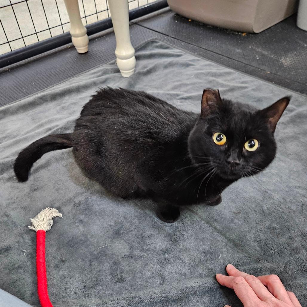 Tilly-dark pink collar