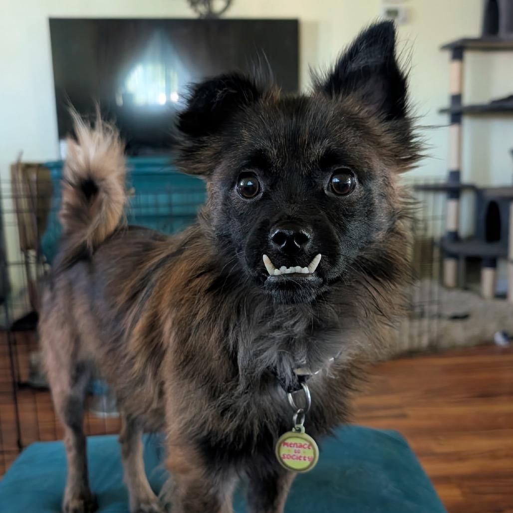Chuey - adoption pending!