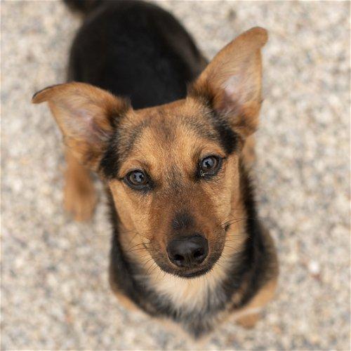 Adoptable Dogs & Puppies in Knoxville, TN