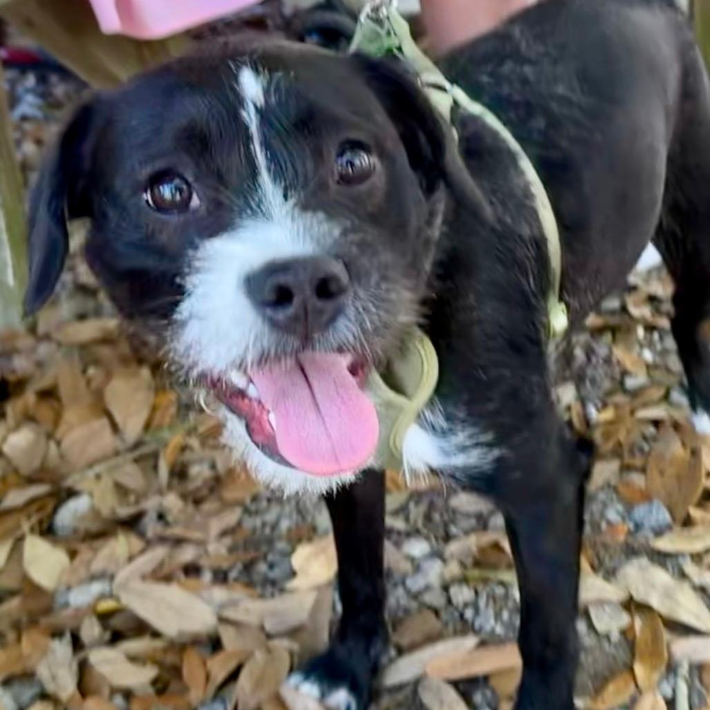 Windy (Benefactor Dog)