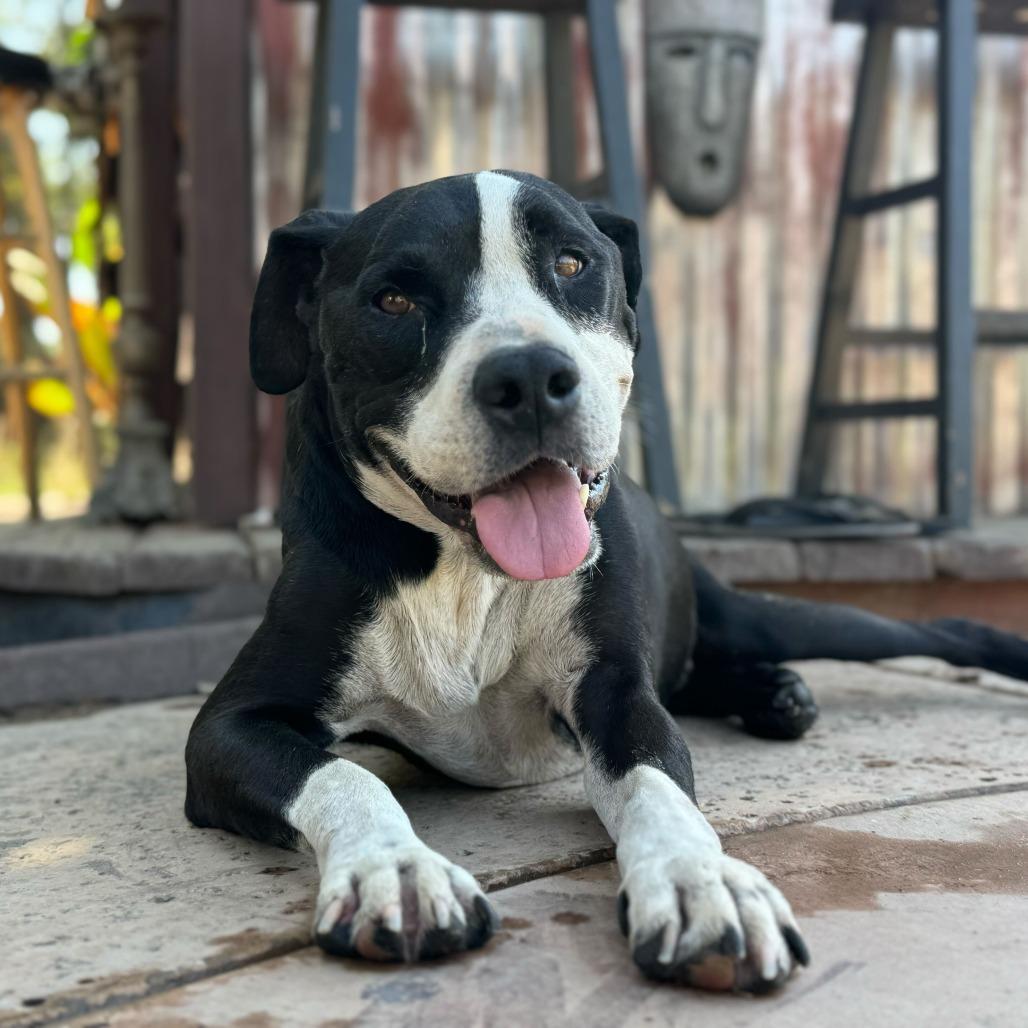 Harley