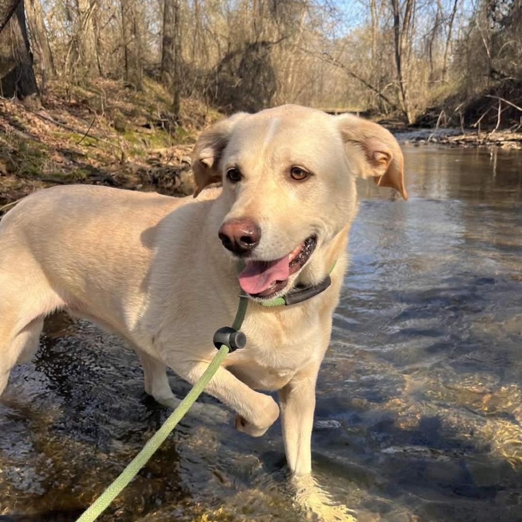 Gracie