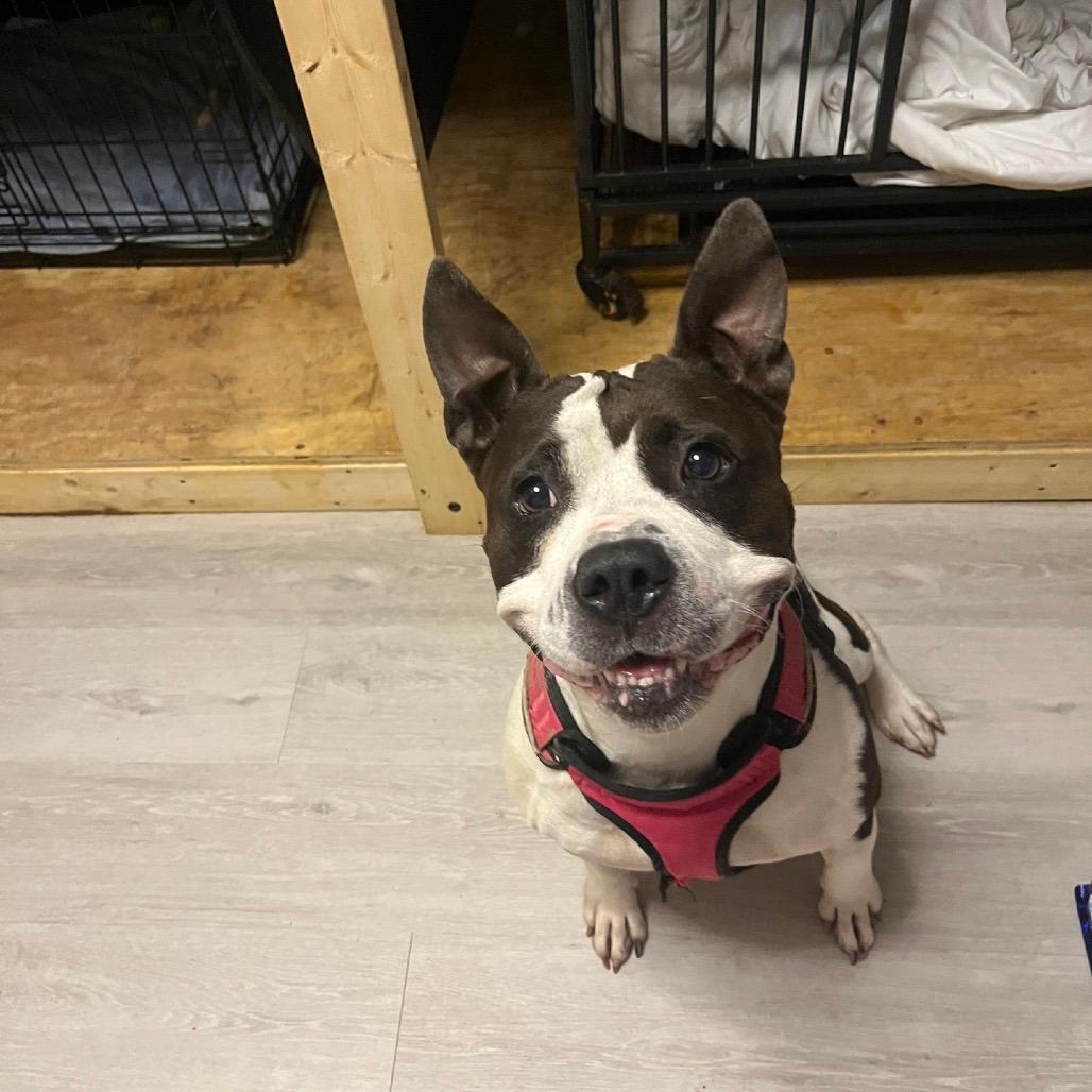Rosa (Adoption Fee SPONSORED!)