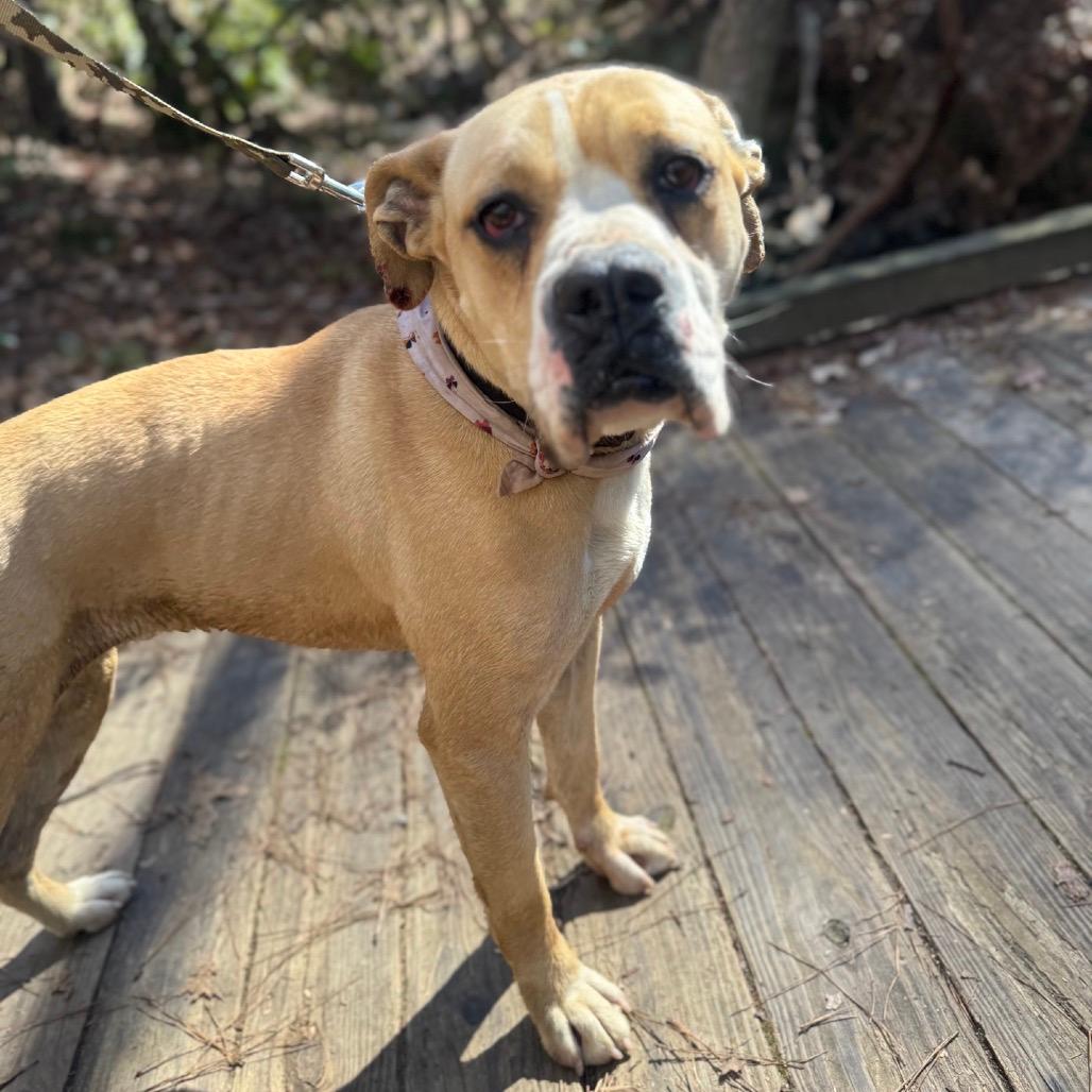 Nugget (Adoption Fee-SPONSORED!)