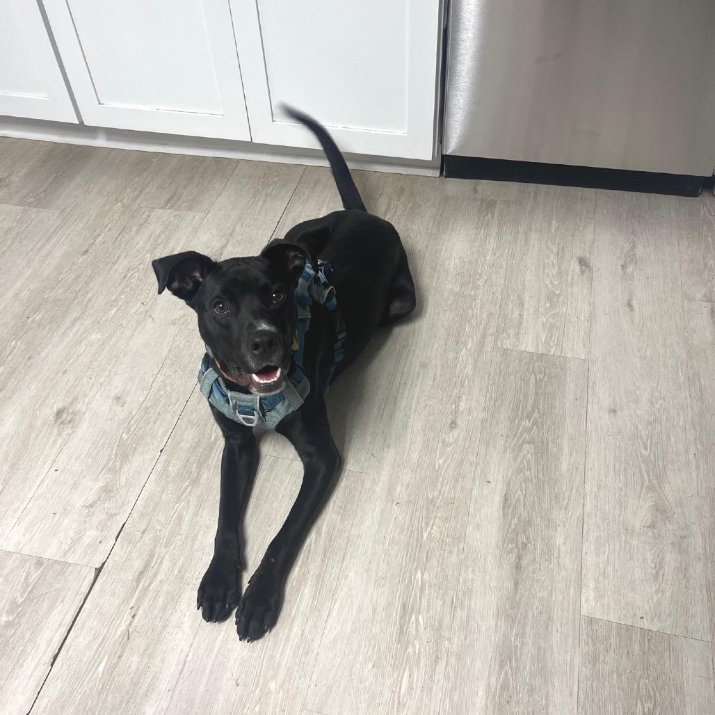 Rio (Adoption Fee Sponsored!)