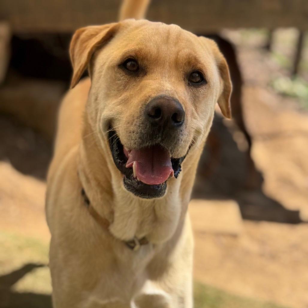 Louie (Adoption Fee-SPONSORED!)