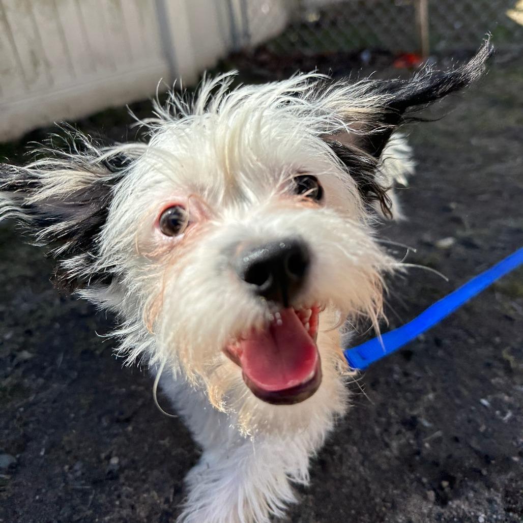 Moss - See my Video!