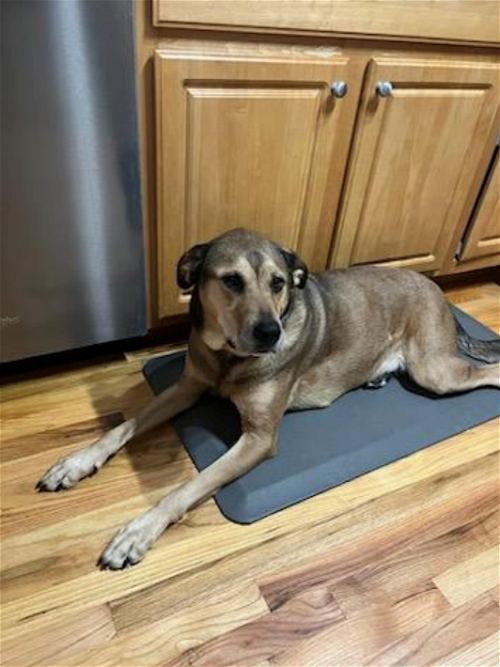 Syracuse, NY Animal Shelters & Rescues