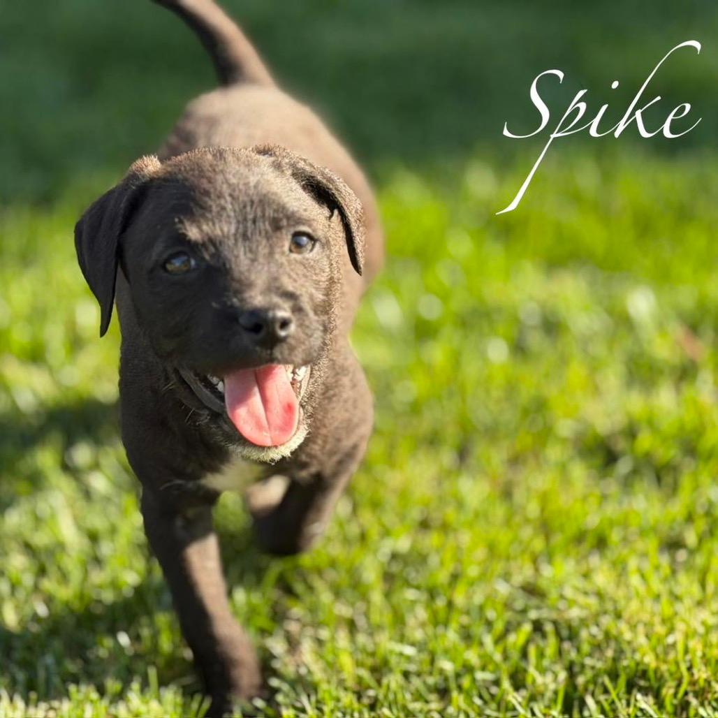 Spike