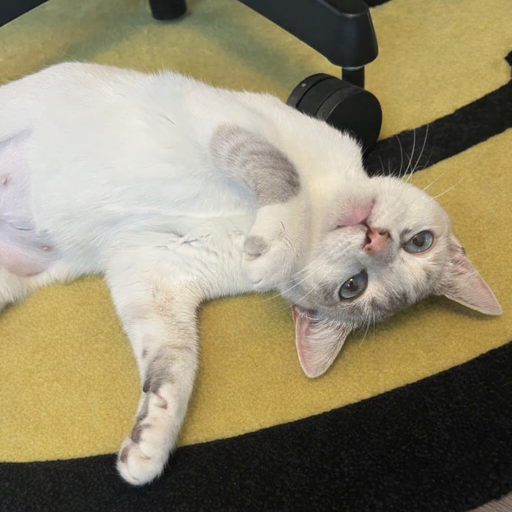 Stevie Wildheart Nicks