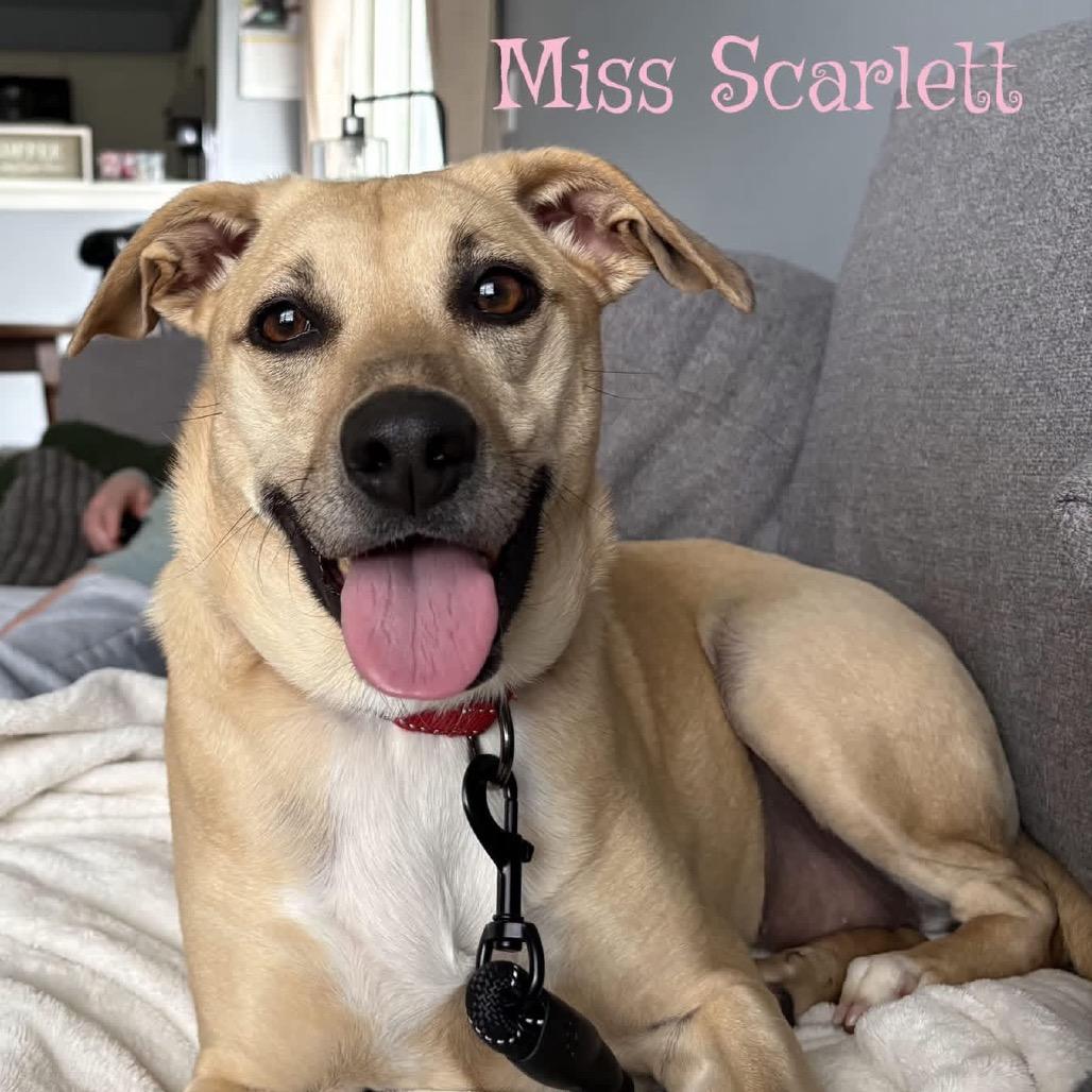 Miss Scarlett