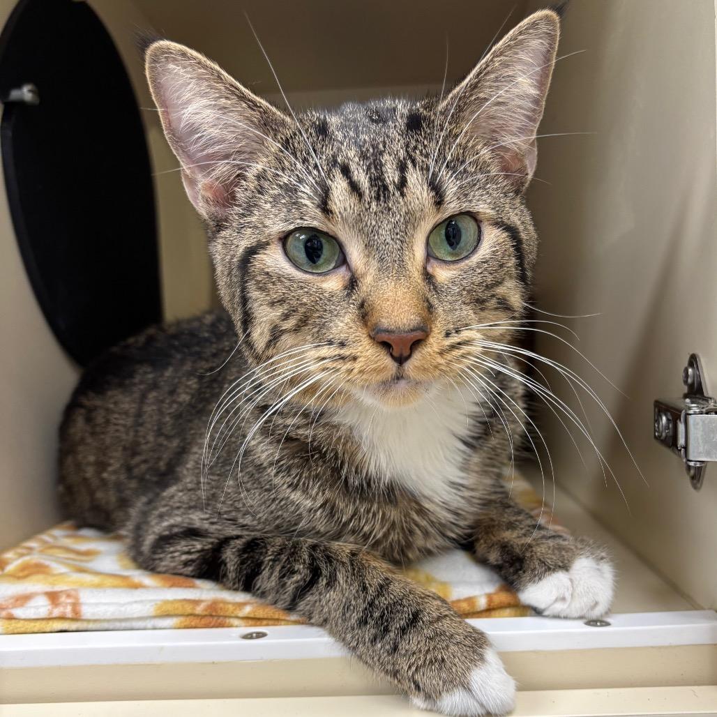 Noodle - In Foster to Adopt