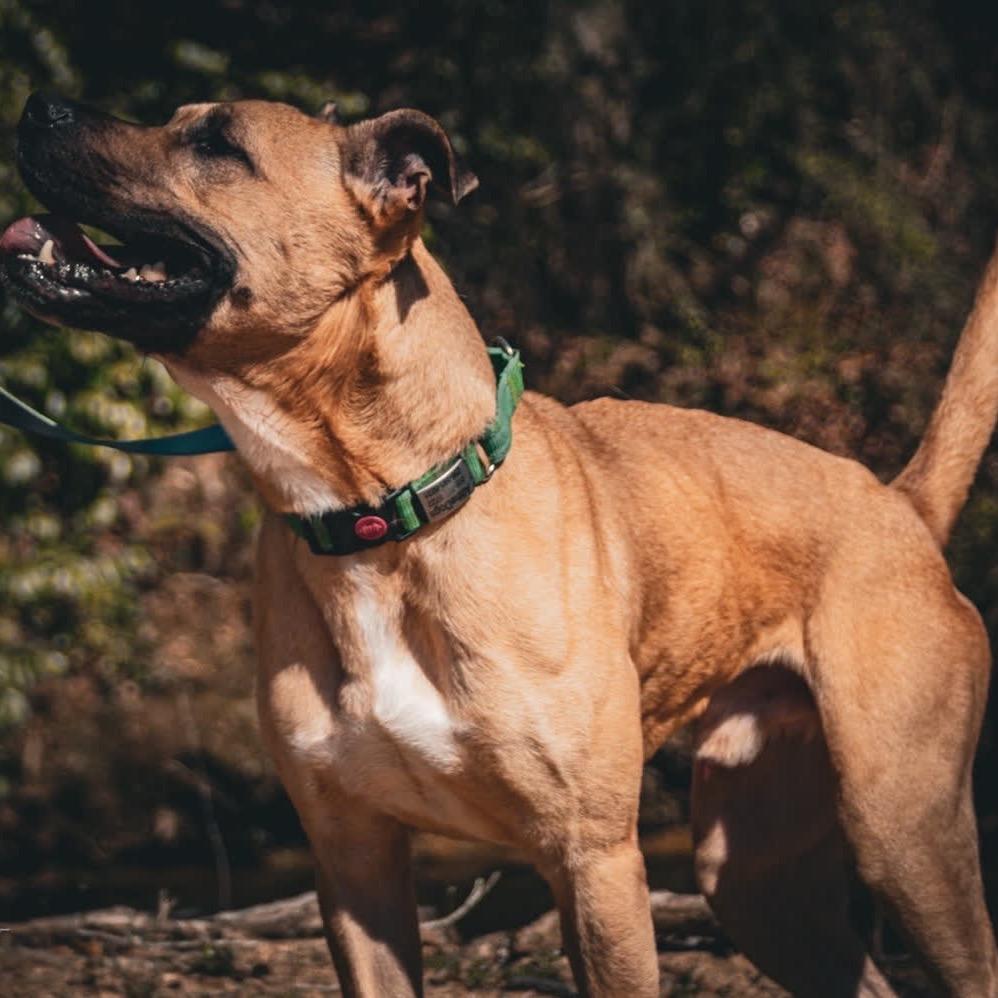 Peanut (Adoption Fee SPONSORED!)