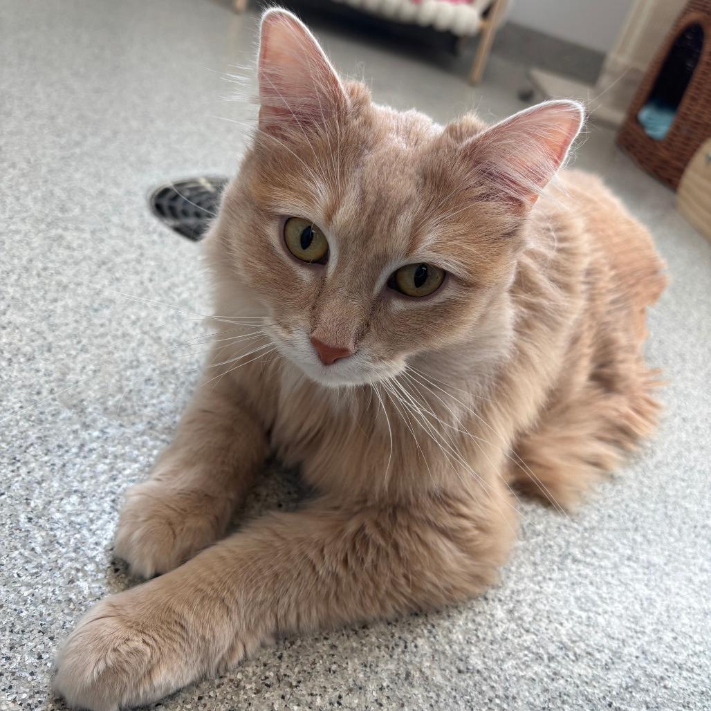 Zara - In Foster to Adopt