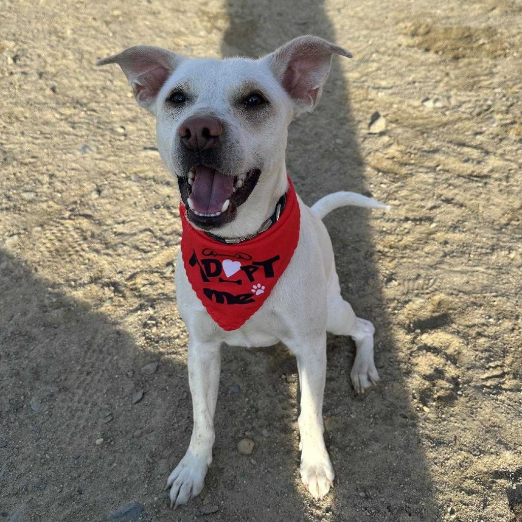 String Bean *in foster*