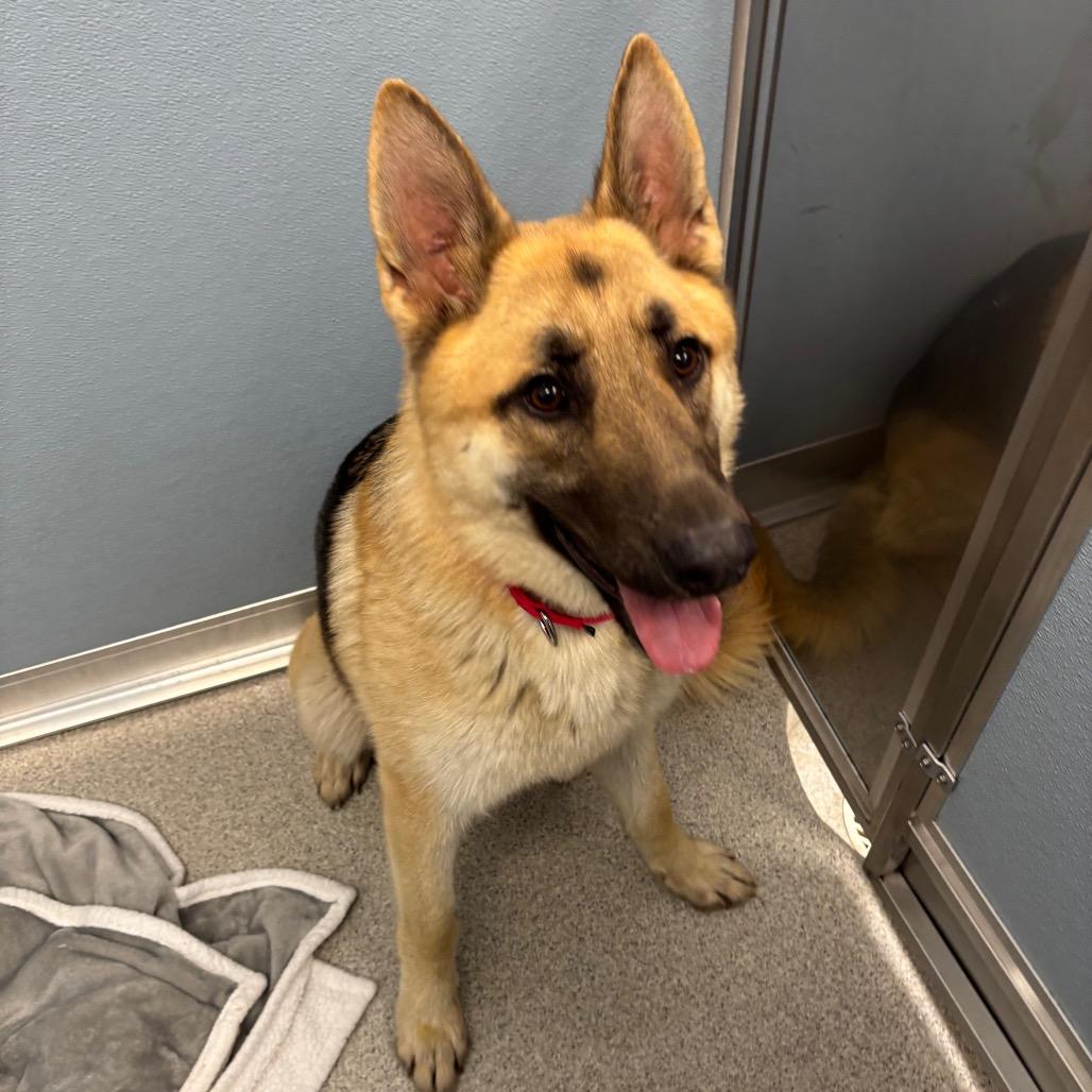 Chuck - Available In Foster