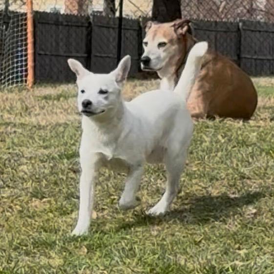 NY Perry (Foster in Yorktown Heights NY)