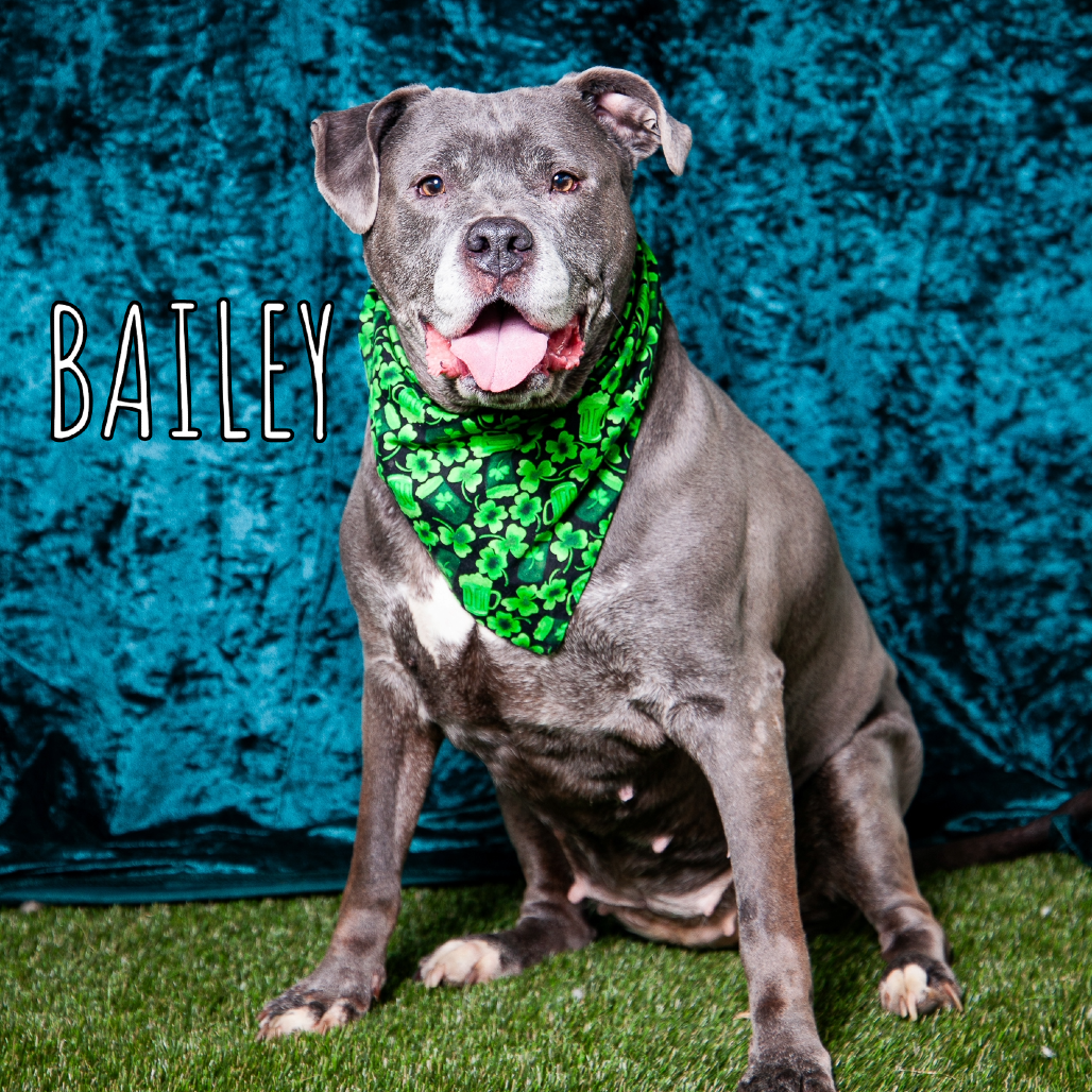 Bailey
