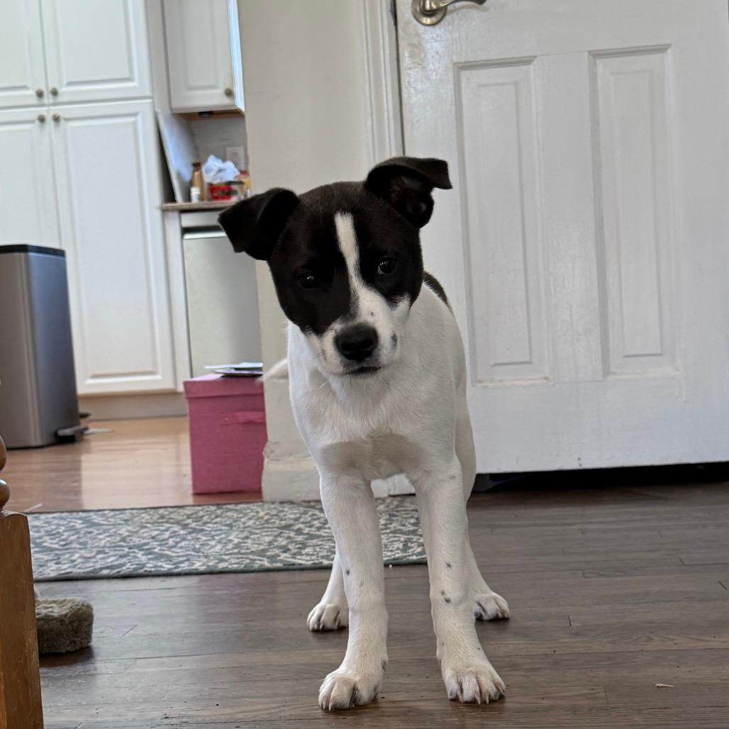 NY Prairie (Foster in Brewster NY)