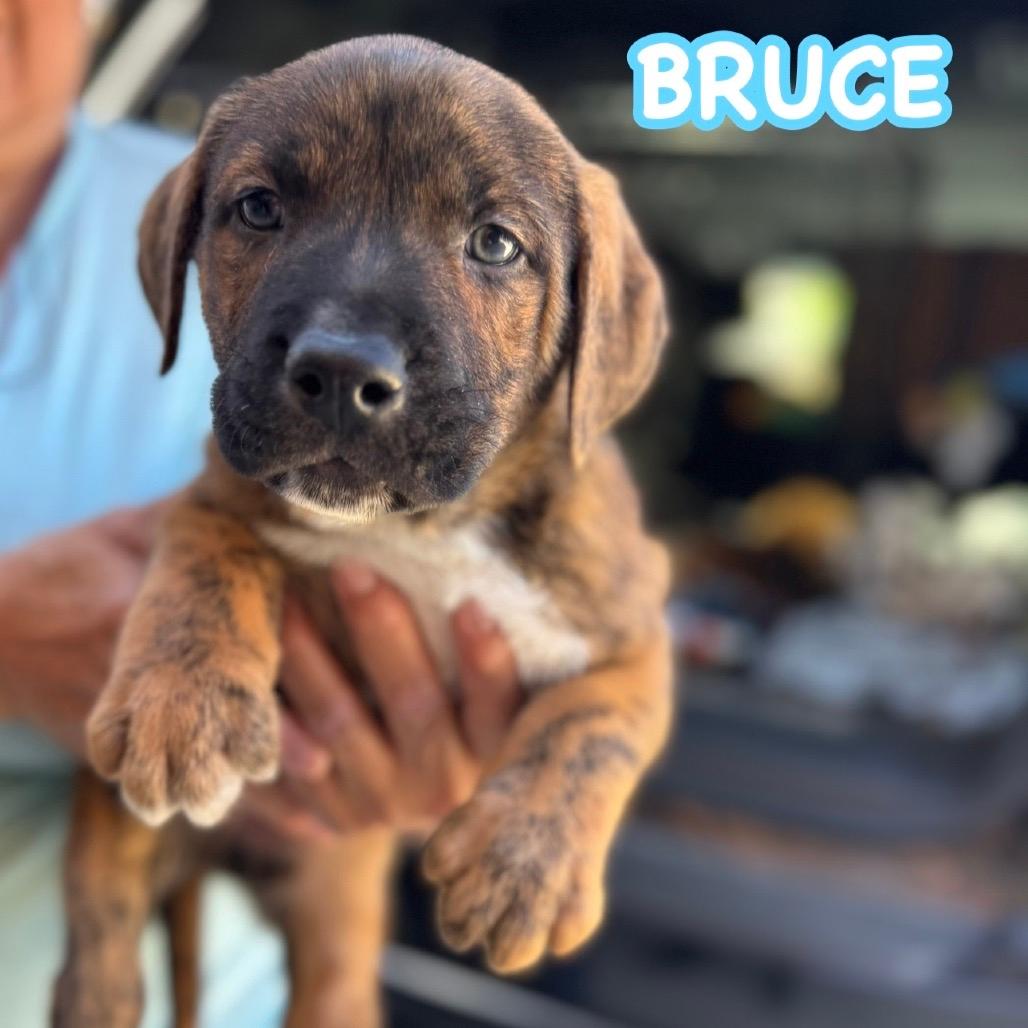 Bruce 