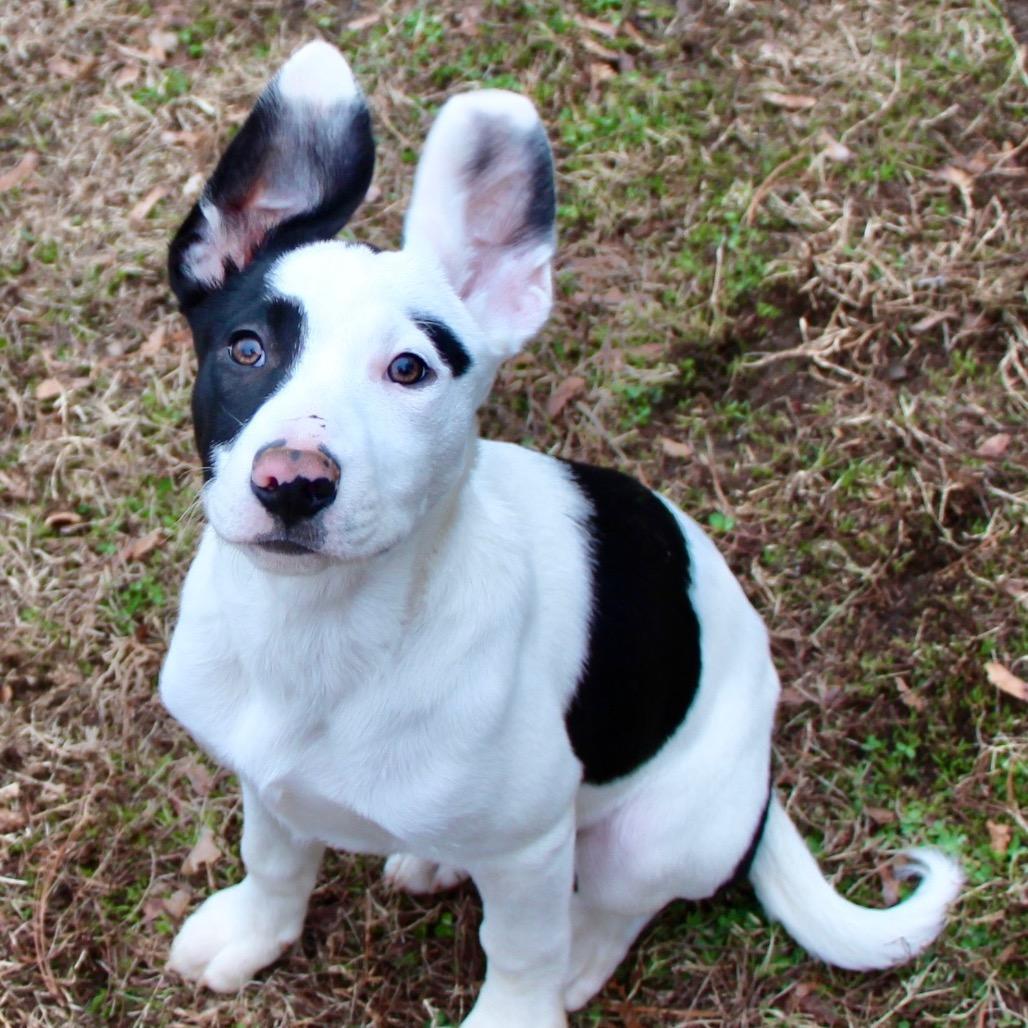 NY Simon (Foster in Ossining NY)