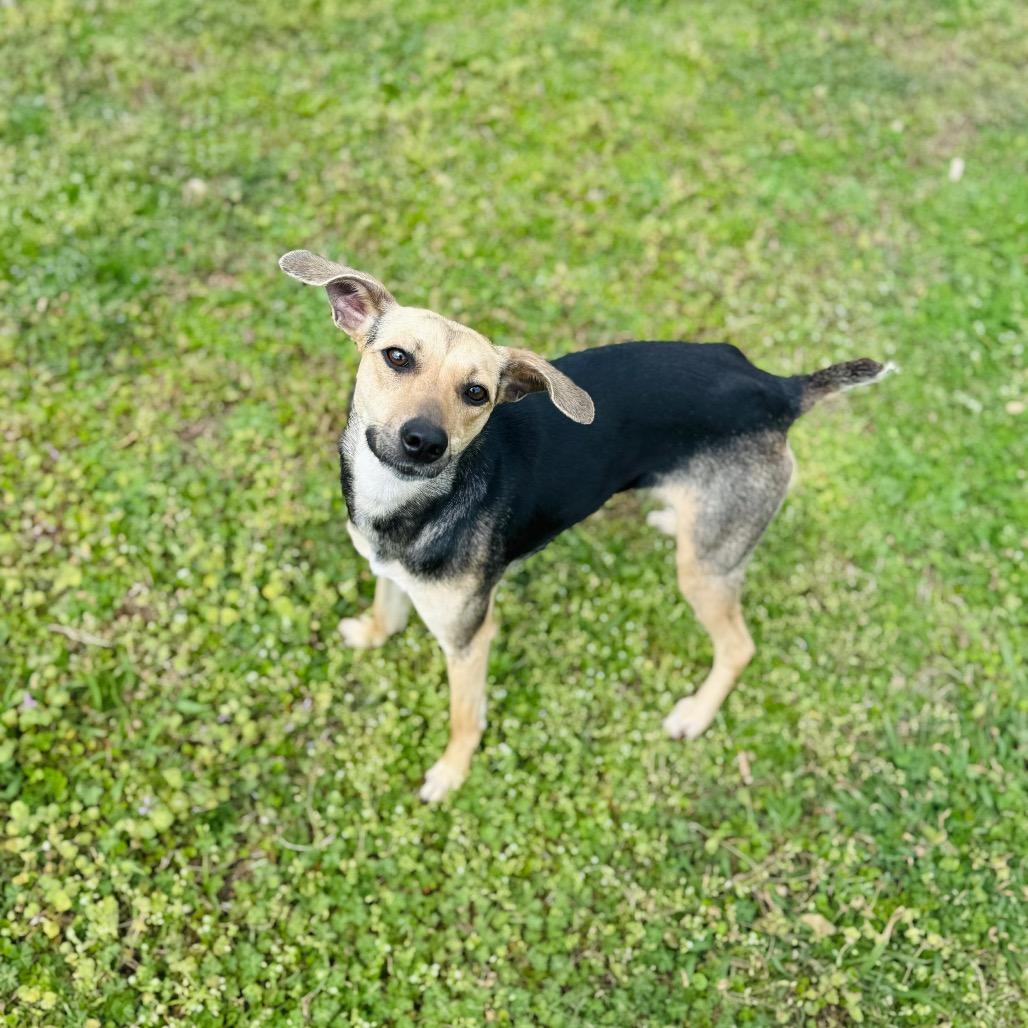 Dobby