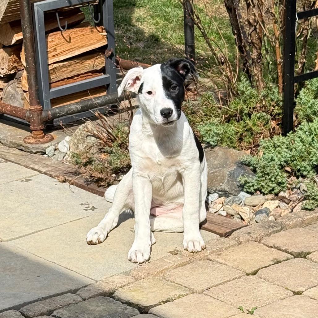 NY Eloise (Foster in Yorktown Heights NY)