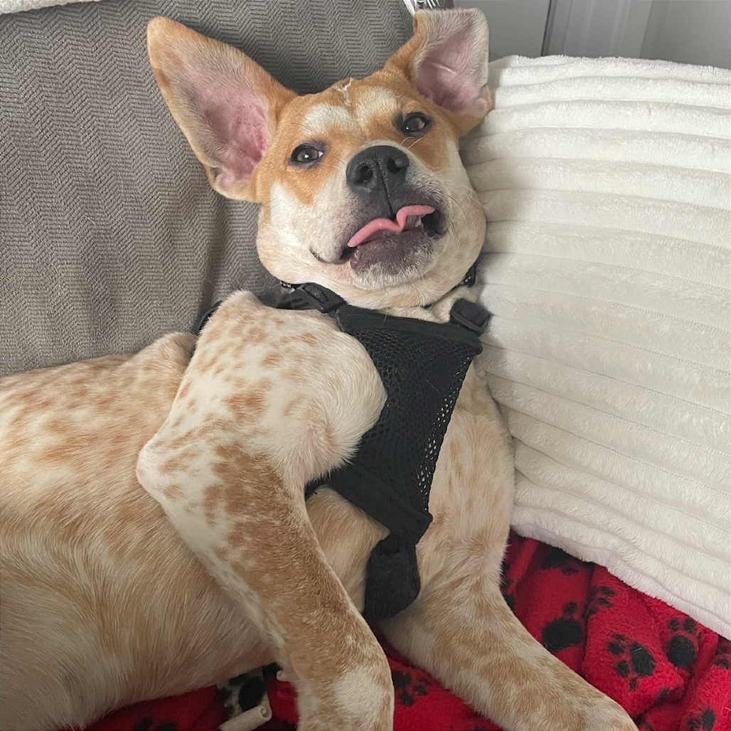 Cinnamon Toast Crunch