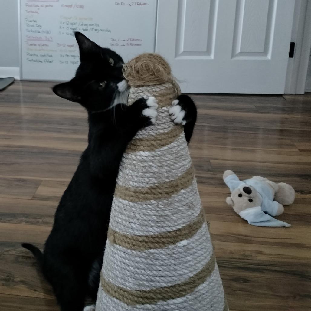 Socks (Samantha Stamford Kitten 1)