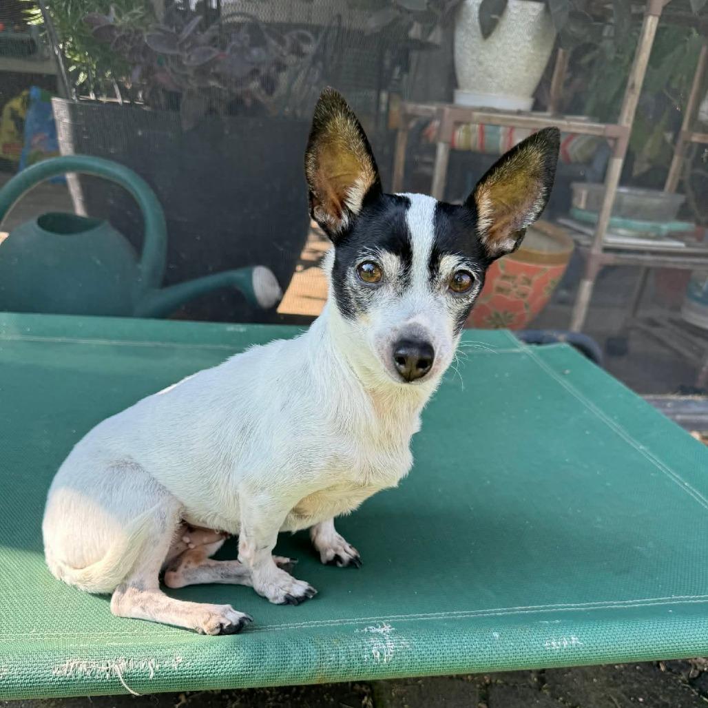 Teacup  D10778 *Arriving 4/11* HW+