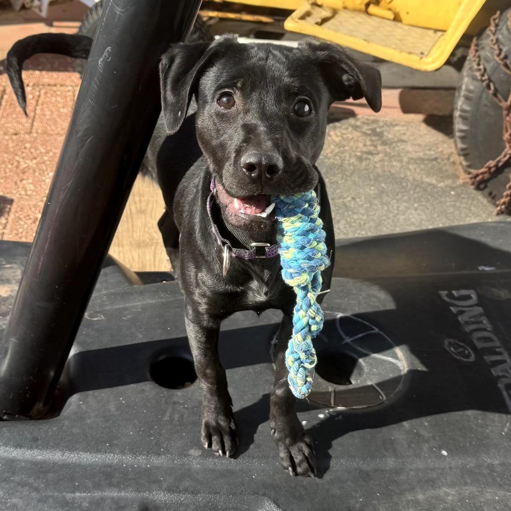 CT Odetta (Fostered in Glastonbury, CT)