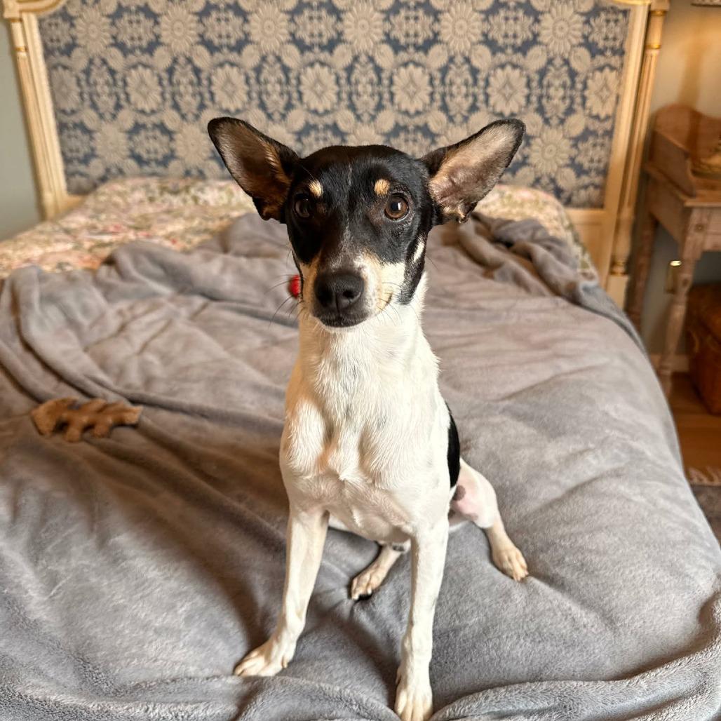 Jaxon D10776 *Arriving 4/11*