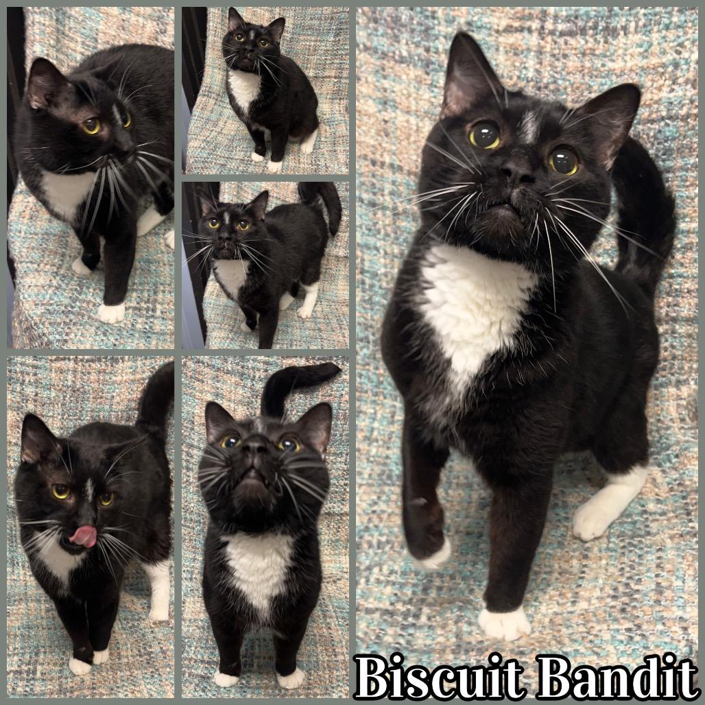 Biscuit Bandit - In Foster to Adopt